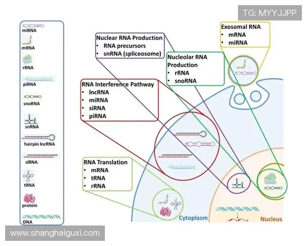 北京乒乓球队防守革新之路探索与实践的深度剖析与展望